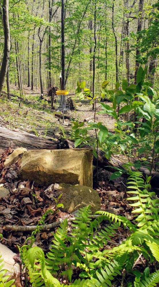 Black Bear Disc Golf at Shawnee State Park Professional Disc Golf