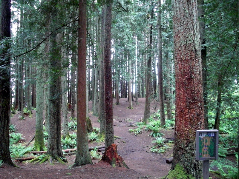 Lake Stevens Disc Golf Course Professional Disc Golf Association