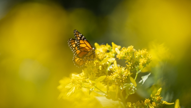 Orange monarch butterfly on a yellow flower