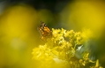 Orange monarch butterfly on a yellow flower