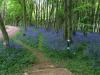 Bluebell Woods Disc Golf Course