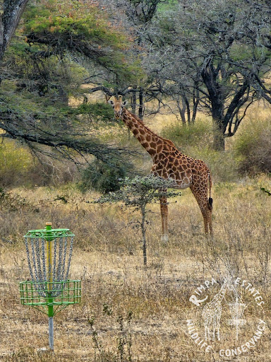 uplay_africa_giraffe.jpeg